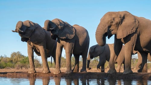 ბოტსვანას პრეზიდენტი გერმანიას 20000 სპილოს გაგზავნით დაემუქრა